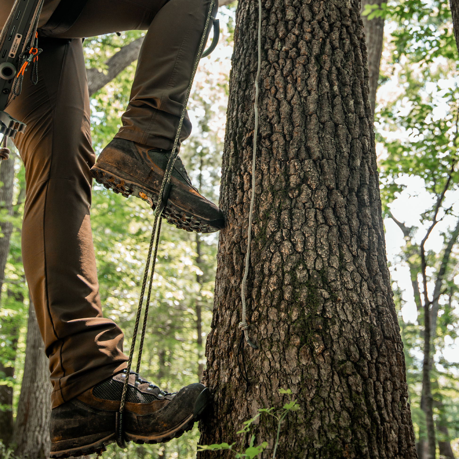 6mm Triple Step RAIDER in Use On Tree